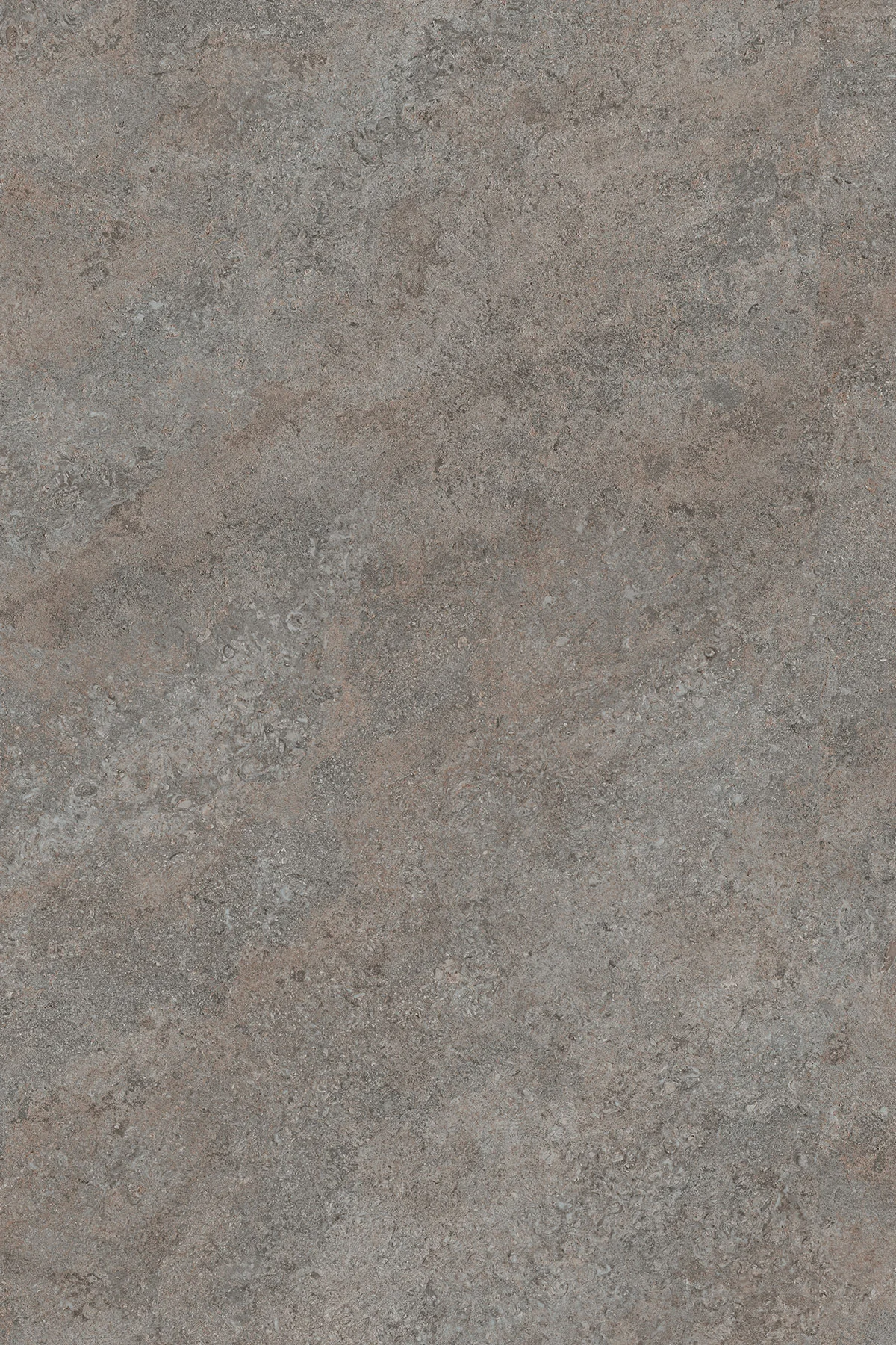 K540 Grey Albus